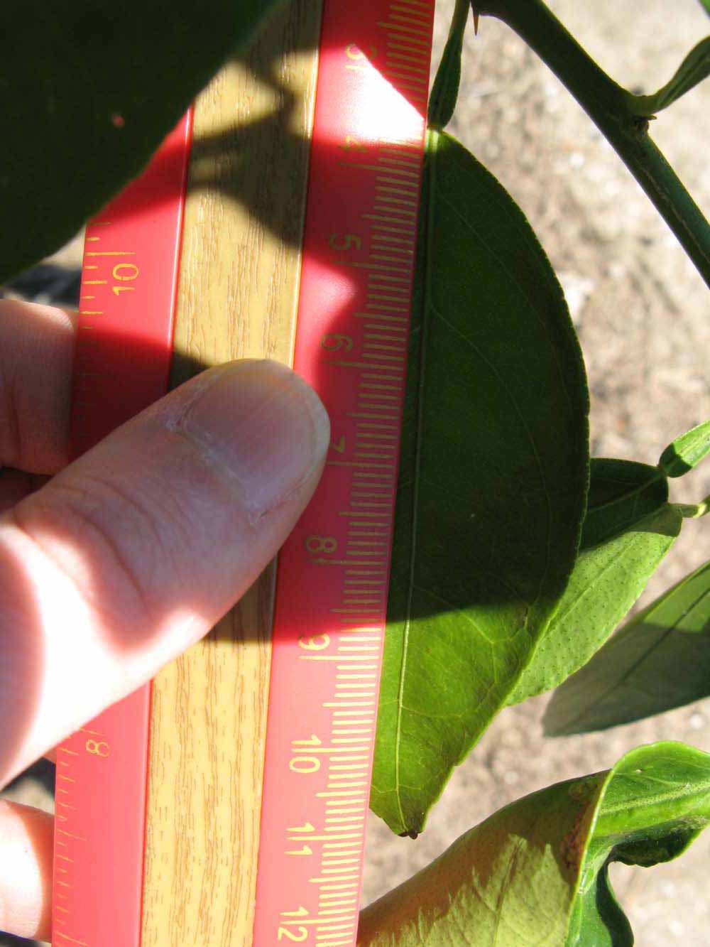              Unifoliolate leaf (Winter Haven, FL)       